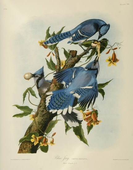 Blue Jay (Audubon)